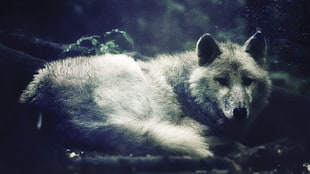 gray wolf, wolf, noisy, nature HD wallpaper