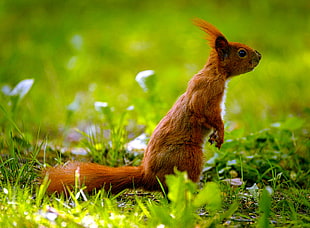 red and white squirrel on grass HD wallpaper