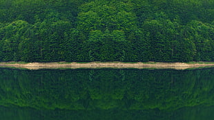 green leaf trees, photography, nature, forest, landscape