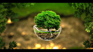 tree bonsai in clear glass terrarium HD wallpaper