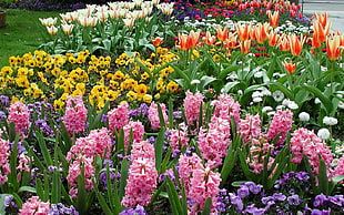 pink Hyacinths, orange Tulips, yellow pansies and white Daisies field