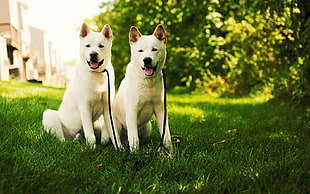 two short-coat white dogs on green lawn during daytime HD wallpaper