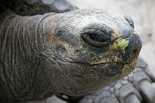 brown turtle, Turtle, Muzzle, Eyes HD wallpaper