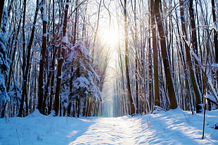 pile of bare trees during winter season