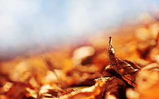 brown leaf HD wallpaper