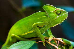 close up photo of chameleon