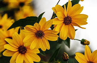 selective focus photograph of yellow petaled flowers HD wallpaper