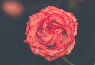 selective focus photography of pink rose, nature, flowers