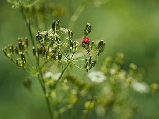 Ladybug on white petaled flowers