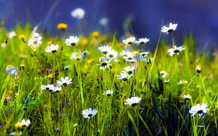 white daisies