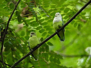 two green birds perching on tree, grey-headed lovebird, agapornis, madagascar HD wallpaper