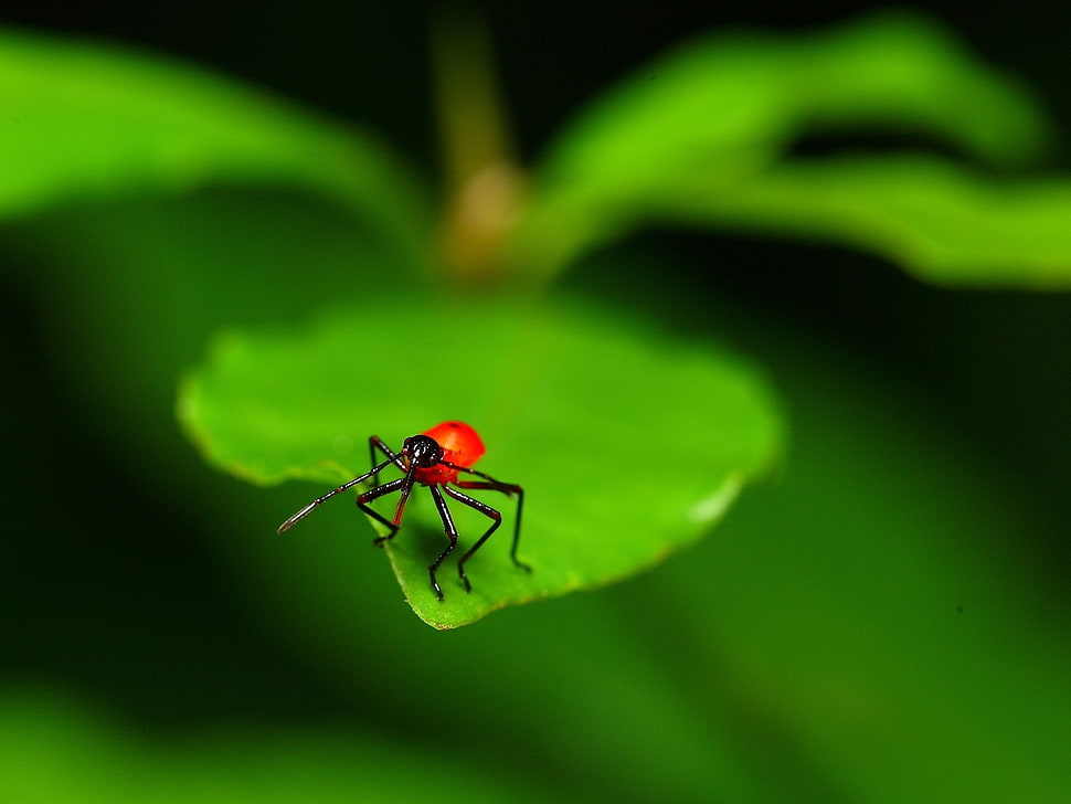 shallow focus photo of a red insect on leaf HD wallpaper