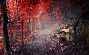 empty bench beside red leaf trees