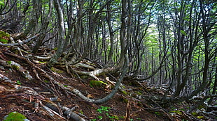 green and brown tree branch, nature, landscape, forest, hills