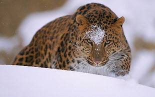 brown and black leopard print textile, snow, animals, leopard (animal)