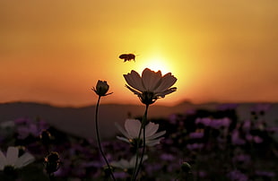 bee flying on top of white flowers during sunset HD wallpaper