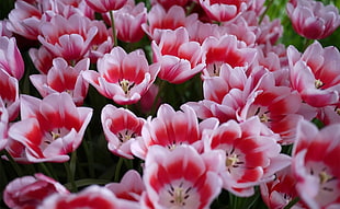 pink-and-white petaled flower in closeup photo