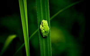 green frog on grass HD wallpaper