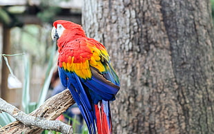 red yellow and blue macaw HD wallpaper