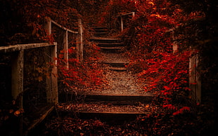 empty stairs between flowers HD wallpaper