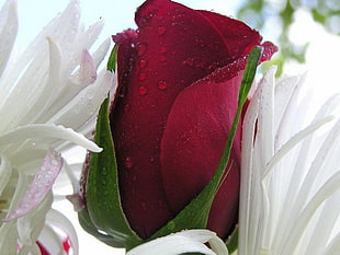 red Rose surrounded by white multi-petaled flowers