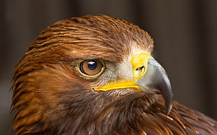 brown hawk eagle HD wallpaper