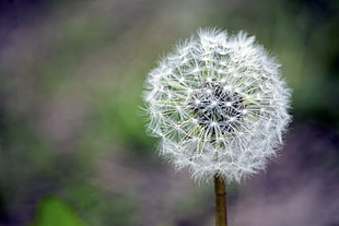 white taraxacum, Dandelion, Flower, Down