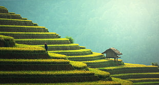 closeup photo of rice field and house HD wallpaper