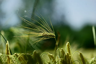 green grass in focus photography HD wallpaper