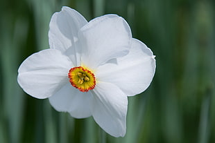 white and yellow Narcissus flower in close up photography HD wallpaper