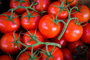 red cherry tomatoes, Tomatoes, Vegetables, Branch HD wallpaper