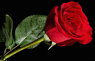 red Rose photography HD wallpaper