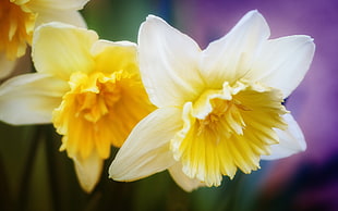 macro photography of yellow petal flowers