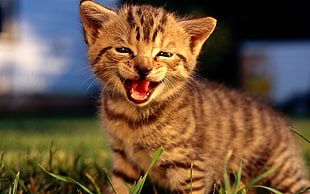 tabby kitten on green grass HD wallpaper