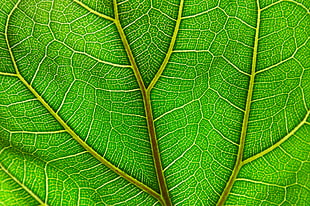 green leaf plant, ficus lyrata HD wallpaper