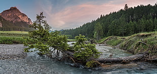 green grass and green grass, river, water, trees, nature