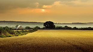 wheat field surrounded by green trees near barn HD wallpaper