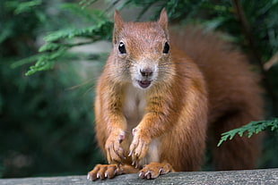 brown squirrel on tree during daytime