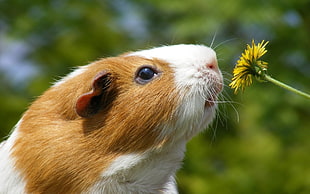 brown guinea pig smelling Sunflower HD wallpaper
