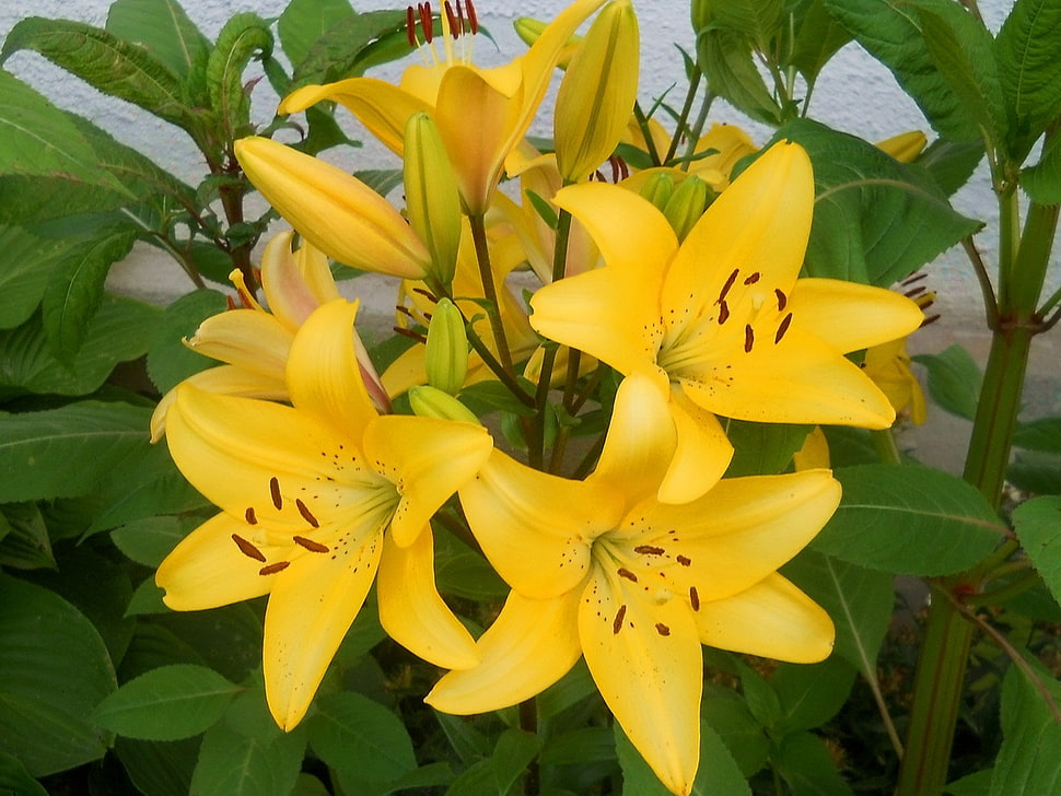 Yellow lily flowers in closeup photography HD wallpaper | Wallpaper Flare