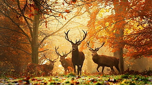 brown deer, deer, nature, animals, grass HD wallpaper