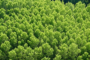green forest HD wallpaper