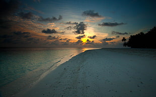 silhouette of trees in beach shore