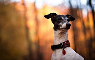 closeup photo of adult white and black Italian greyhound HD wallpaper