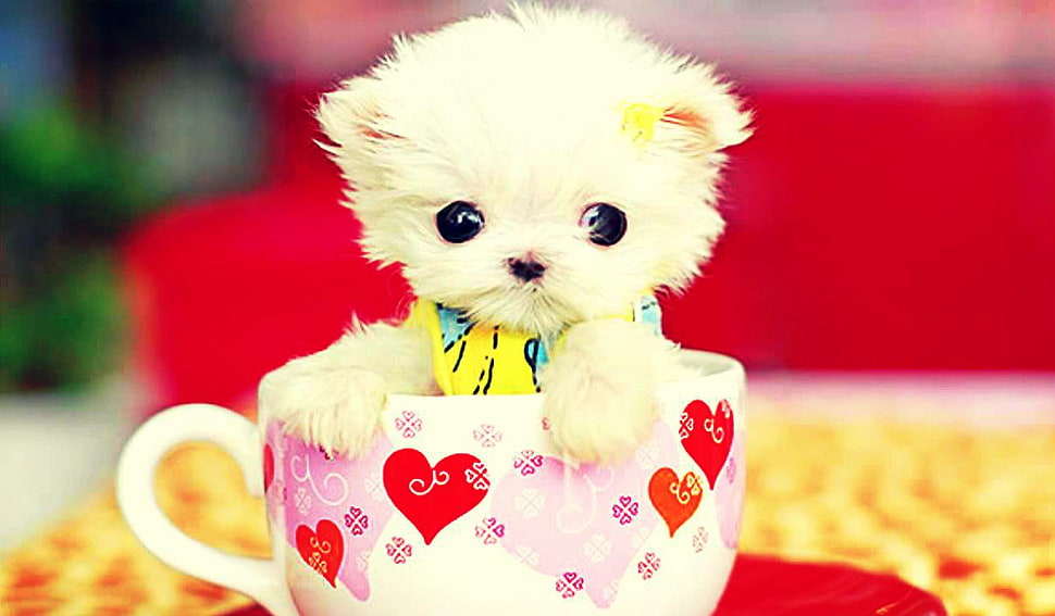 beige pup plush toy in cup HD wallpaper