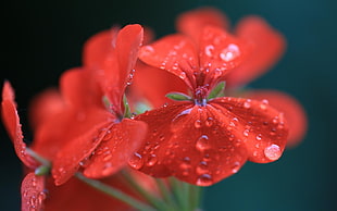 red Geranium flower with dewdrops HD wallpaper