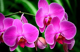 pink Moth orchids HD wallpaper