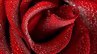 water drops on red rose HD wallpaper