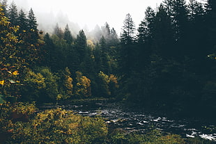 landscape photography of pine trees