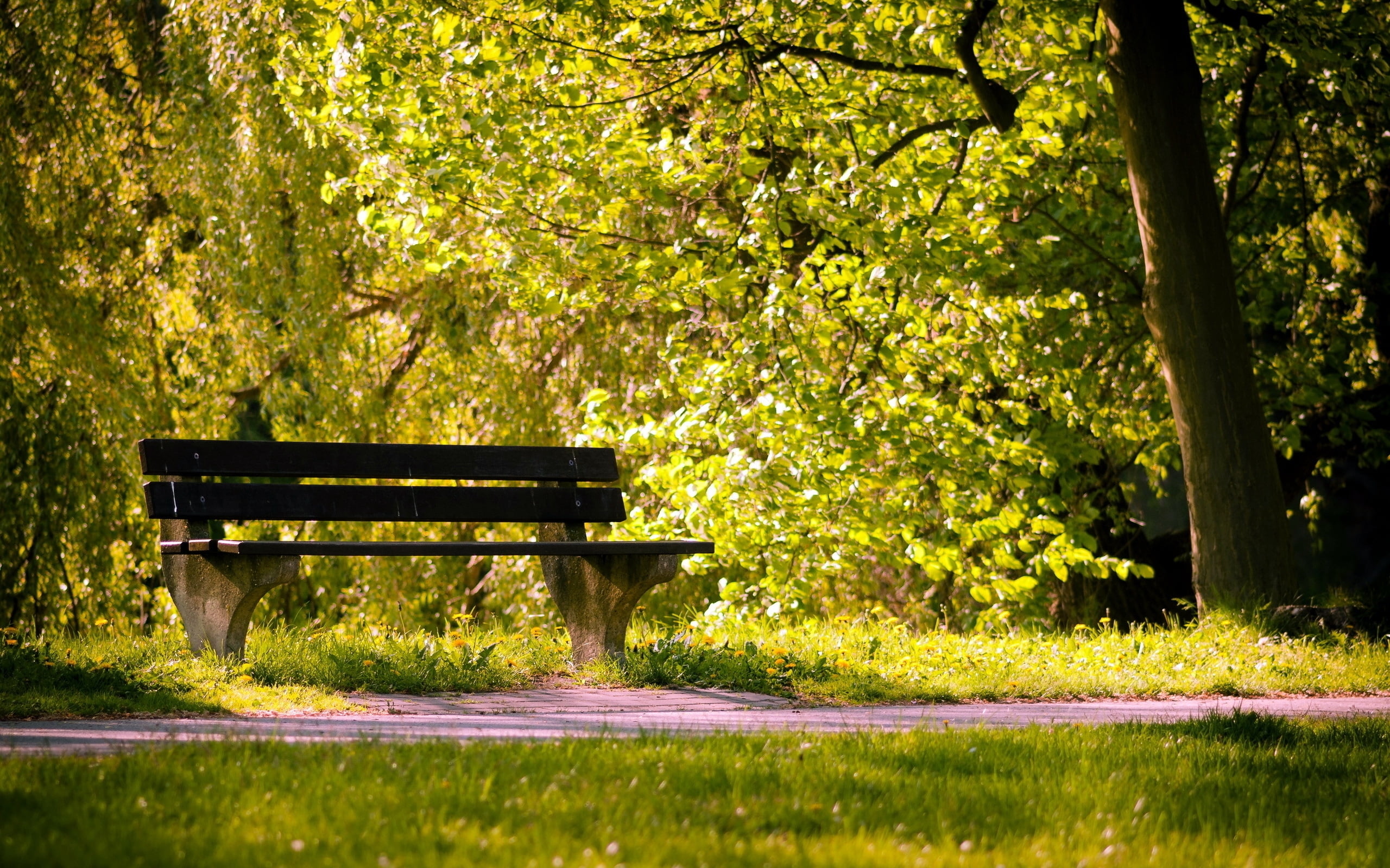 3840x2160 Resolution Brown Wooden Bench Near On Green Leafed Trees